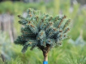 Picea sitchensis 'Papose' 